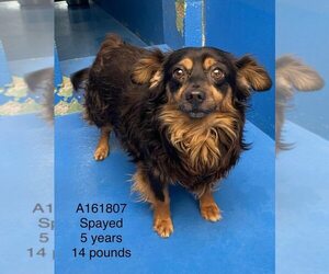 Chiweenie Dogs for adoption in Calgary, Alberta, Canada