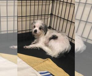Mal-Shi Dogs for adoption in Longview, TX, USA