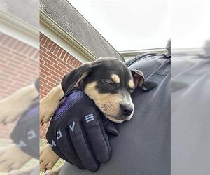 Beagle-Unknown Mix Dogs for adoption in Houston, TX, USA