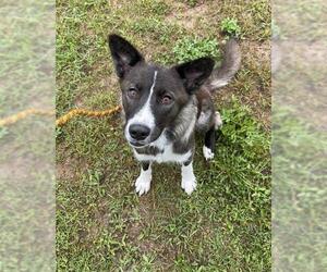 Border Collie Dogs for adoption in Park Falls, WI, USA