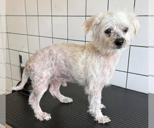 Poodle (Miniature) Dogs for adoption in Downey, CA, USA