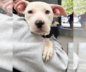 American Pit Bull Terrier-Unknown Mix Dogs for adoption in Derwood, MD, USA