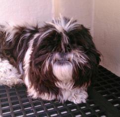 Lhasa Apso Dogs for adoption in San Antonio, TX, USA