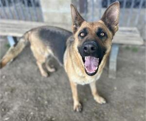 German Shepherd Dog Dogs for adoption in Riverside, CA, USA