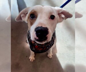 Mutt Dogs for adoption in Germantown, OH, USA