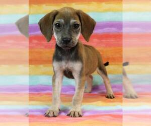 Boglen Terrier Dogs for adoption in Morton Grove, IL, USA