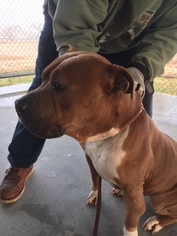 Bullboxer Pit Dogs for adoption in Pleasanton, TX, USA