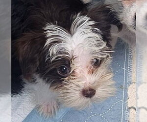 Shih Tzu Dogs for adoption in Oakland Park, FL, USA