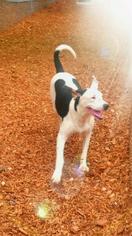 Dalmatian-Treeing Walker Coonhound Mix Dogs for adoption in Cumming, GA, USA