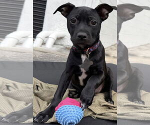 Labrador Retriever-Unknown Mix Dogs for adoption in Sanford, FL, USA