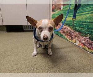 Chihuahua-Unknown Mix Dogs for adoption in Moreno Valley, CA, USA