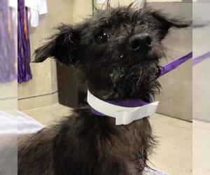Mutt Dogs for adoption in Riverside, CA, USA
