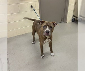 American Bulldog-Unknown Mix Dogs for adoption in Sanford, FL, USA