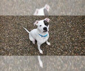 American Bulldog-Unknown Mix Dogs for adoption in CORNING, NY, USA