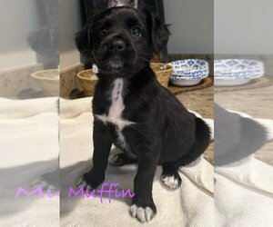 Spaniel-Unknown Mix Dogs for adoption in Mission Viejo, CA, USA