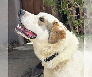 Saint Pyrenees Dogs for adoption in Albuquerque, NM, USA