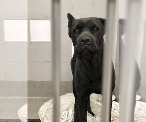Mutt Dogs for adoption in Las Vegas, NV, USA