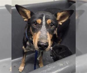 Mutt Dogs for adoption in Bakersfield, CA, USA