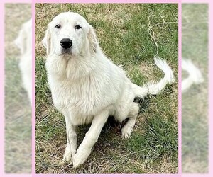 Great Pyrenees Dogs for adoption in Calverton, NY, USA
