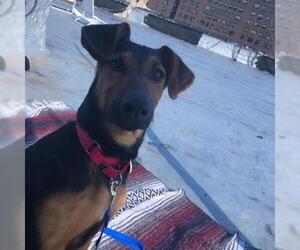 Doberman Pinscher Dogs for adoption in Woodside, NY, USA