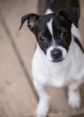 Boston Huahua Dogs for adoption in Anchorage, AK, USA