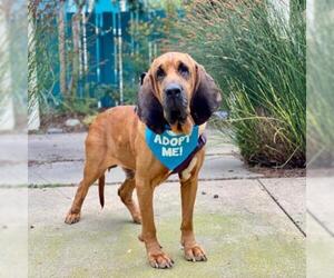 Bloodhound Dogs for adoption in Pacific Grove, CA, USA