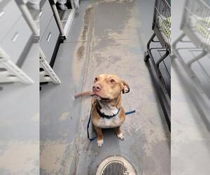 American Staffordshire Terrier-Unknown Mix Dogs for adoption in Tallahassee, FL, USA