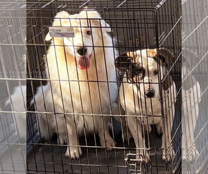 Australian Shepherd-Unknown Mix Dogs for adoption in Melrose, FL, USA