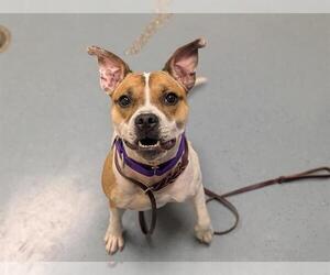 American Pit Bull Terrier Dogs for adoption in Denver, CO, USA