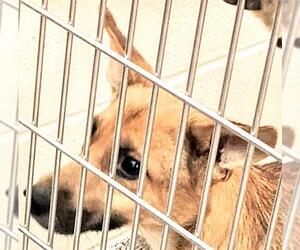 German Shepherd Dog-Unknown Mix Dogs for adoption in Houston, TX, USA