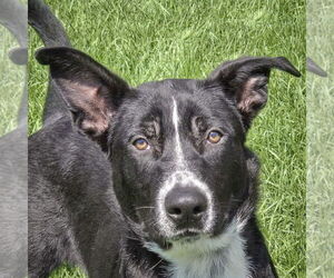 Border Collie-Unknown Mix Dogs for adoption in Huntley, IL, USA