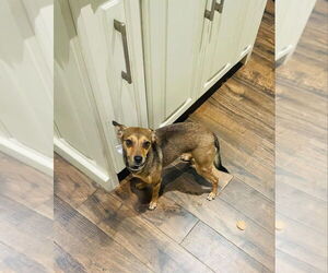 Chiweenie Dogs for adoption in Oak Bluffs, MA, USA