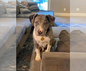 Catahoula Leopard Dog-Unknown Mix Dogs for adoption in Queen Creek, AZ, USA