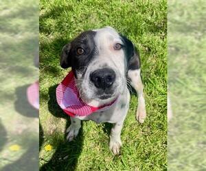 American Pit Bull Terrier-Unknown Mix Dogs for adoption in Tulsa, OK, USA