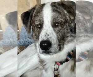 Great Pyrenees-Unknown Mix Dogs for adoption in Fort Worth, TX, USA