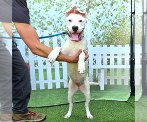 American Pit Bull Terrier-Unknown Mix Dogs for adoption in Long Beach, CA, USA