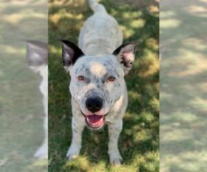 American Pit Bull Terrier-Unknown Mix Dogs for adoption in Riverside, CA, USA