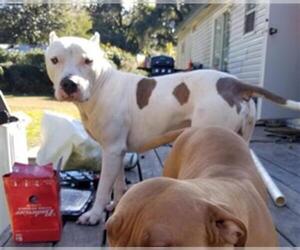 American Staffordshire Terrier Dogs for adoption in Gainesville, FL, USA