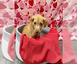 Golden Labrador Dogs for adoption in Rosenberg, TX, USA