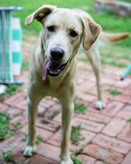 Labrador Retriever Dogs for adoption in boulder, CO, USA