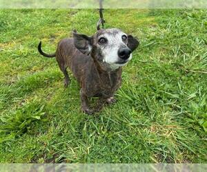 Dachshund Dogs for adoption in McKinleyville, CA, USA