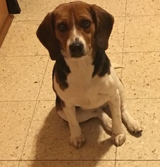 Beagle Dogs for adoption in Mattoon, IL, USA