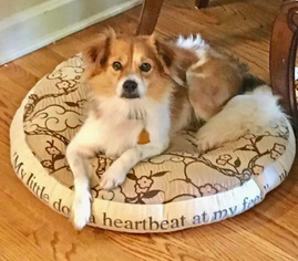 Cava-lon Dogs for adoption in Minneapolis, MN, USA