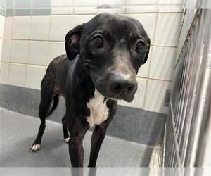 American Staffordshire Terrier-Unknown Mix Dogs for adoption in San Antonio, TX, USA