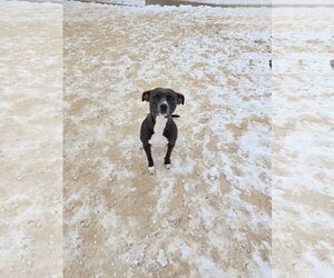 Mutt Dogs for adoption in Maquoketa, IA, USA