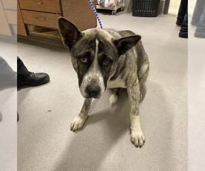 American Pit Bull Terrier-Siberian Husky Mix Dogs for adoption in Modesto, CA, USA