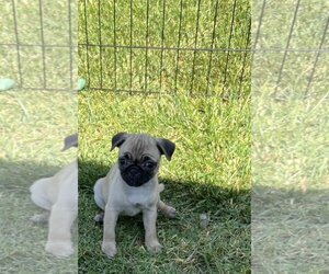 Pug Dogs for adoption in Colton, CA, USA