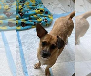 Chihuahua-Unknown Mix Dogs for adoption in Colton, CA, USA