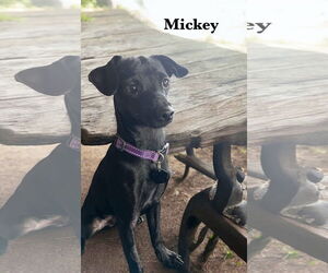 Chihuahua Dogs for adoption in Menifee, CA, USA