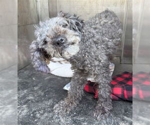 Poodle (Toy) Dogs for adoption in Woodland, CA, USA